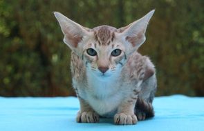 young oriental shorthair cat