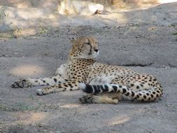 cheetah resting on ground, san antonio zoo