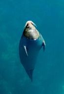 top view of a seal in the water