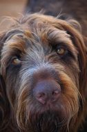 head of brown Wirehaired Long Eared Dog Close up