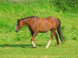 brown horse on a ranch