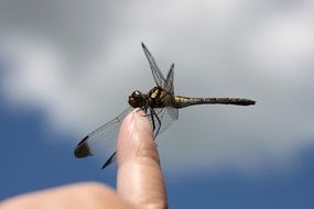 dragonfly on finger close up