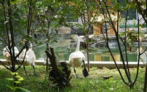 Swans on a pond