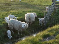 texel sheep on a farm in netherlands