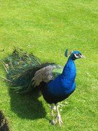 beautiful Majestic Peacock
