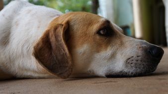 Domestic dog miss its owner