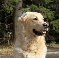 golden retriever on a background of green trees