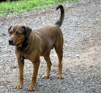 Dog Bitch
