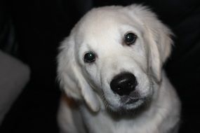 portrait of a young friendly golden retriever