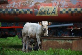calf on a ranch