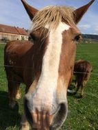 closeup portrait of a horse on a farm