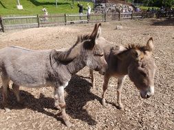 donkeys in the petting zoo