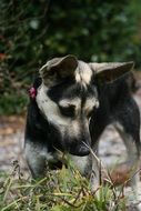 cute young puppy in the forest