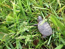 little turtle on the grass