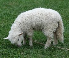 white lamb on a leash on a green meadow