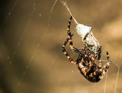 stunningly beautiful Spider