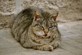 relaxed homeless cat