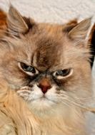 cat with grumpy face close-up