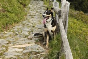 Dog by Fence