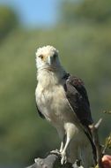 Osprey bird in wild, venezuela