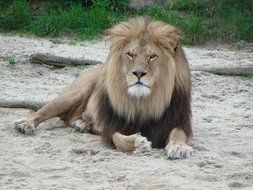 the lion lies on the ground