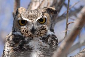 bubo bird on tree branches