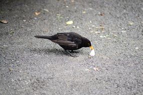 blackbird with a crumb of bread in its beak