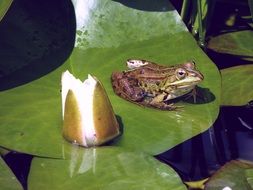 photo of beautiful and cute Frog on the Water Lily