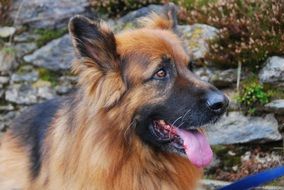 fluffy German shepherd with sticking out tongue