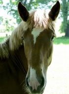 Head of the horse