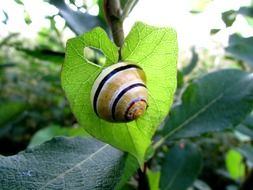 snail on a sheet in the shape of a heart