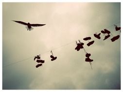 Bird at sky above hanging shoes