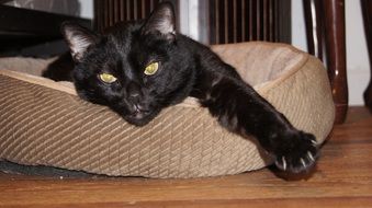 black cat lies on a pillow