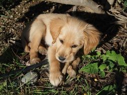 charming golden retriever puppy