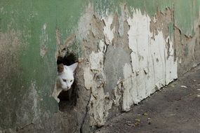 white cat in a ruined wall