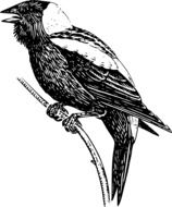 Ä°llustration of avian fauna