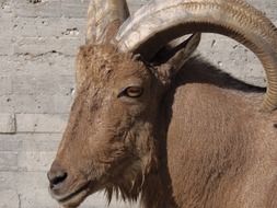 Goat Animal closeup portrait