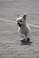 maltese lapdog in the square on a sunny day