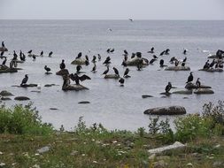 a flock of cormorants on the shore