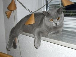 grey Cat on Window