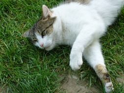 Cat Relaxing on a grass