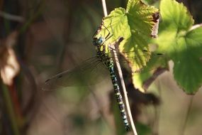 filigreed dragonfly on the tree twig