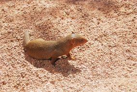 Mongoose Animal