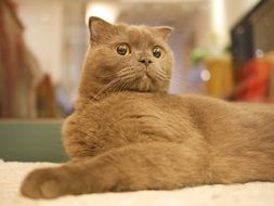 stunningly beautiful Blue Cat