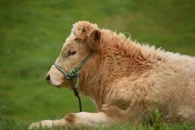 Cute colorful Bull on the grass