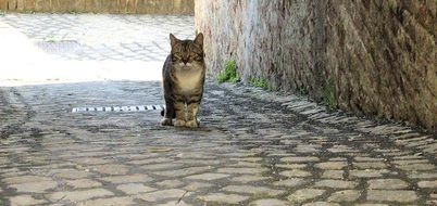 mackerel Cat on cobblestone pavement in Alley, Rome