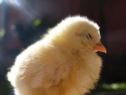 little fluffy newborn chicken