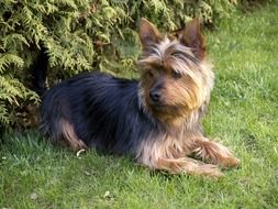 terrier lies on the green grass