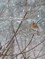 Beautiful Cardinal bird in winter