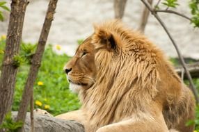 Lion resting in the zoo